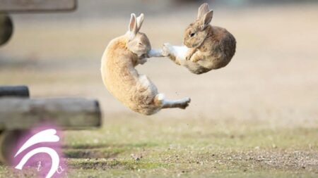 Conejitos Kung Fu: Fotos de conejos en el aire parecen una batalla épica de película de acción