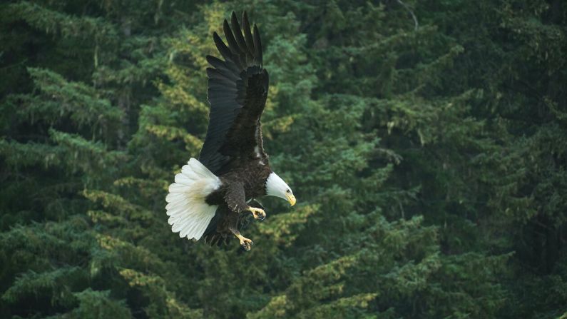 En esta época del año, las águilas exhiben y hacen culto a las aves que capturan antes de comérselas. (Pexels)