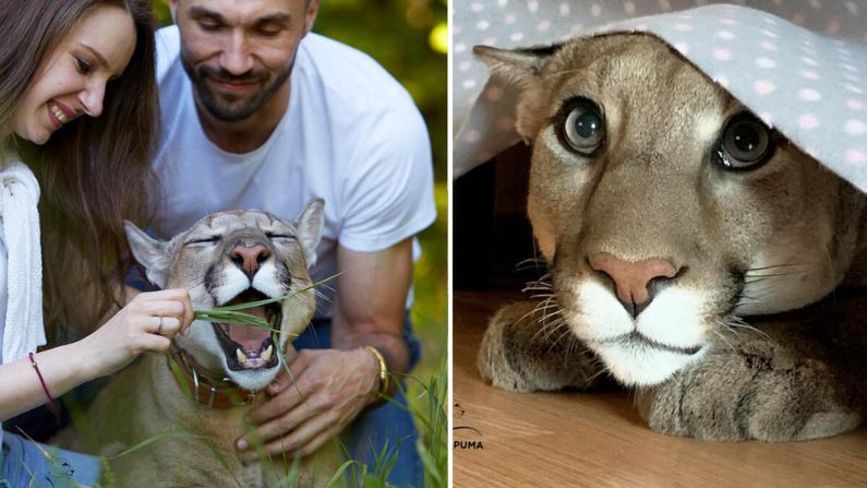 Puma rescatado no puede volver a su hábitat y disfruta la vida como un enorme gato doméstico: FOTOS