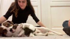 «Amor a primera vista»: Perro desconsolado abraza y besa a gatita rescatada en su primer encuentro