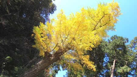 17 beneficios comprobados del Ginkgo Biloba para la salud