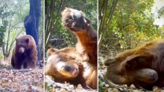 Fotógrafo capta a un oso preparando su «cama» y durmiendo una siesta de 4 horas en el bosque
