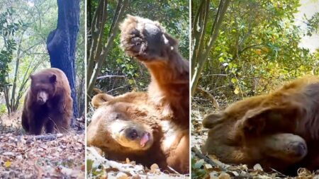 Fotógrafo capta a un oso preparando su “cama” y durmiendo una siesta de 4 horas en el bosque