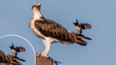 Descarada lavandera se burla de un águila pescadora que “disfrutaba tranquilamente su cena”: FOTOS