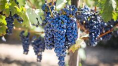 Las 6 principales razones para probar el extracto de semilla de uva