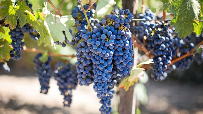El extracto de semilla de uva parece tener efectos reductores de la presión arterial, así como propiedades de reducción del ritmo cardíaco. (Pexels)