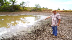 Los extraordinarios retos a los que se enfrentan los rancheros de Texas por la extrema sequía
