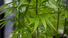 Expertos médicos ven peligros del proyecto de ley de cultivo casero de marihuana de Pensilvania