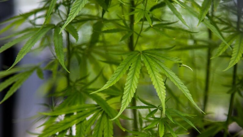 Plantas de cannabis crecen en un área de siembra interior del Instituto de Investigación de Cannabis Medicinal en la Universidad de Rangsit el 2 de agosto de 2019 en Bangkok, Tailandia. (Lauren DeCicca/Getty Images)
