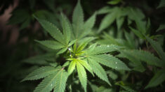 Redadas en operaciones de drogas revelan interés de China en mercado de la marihuana en EE.UU.