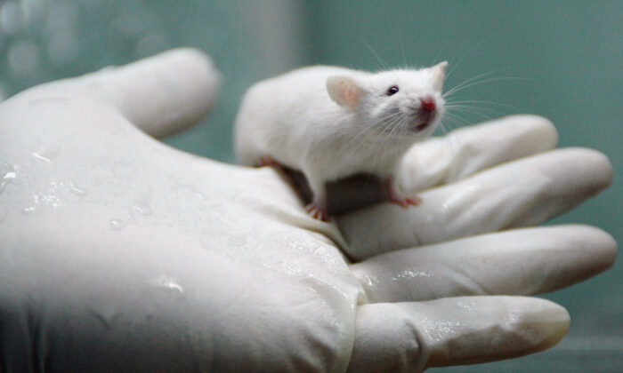 Resultados de ensayos de Moderna: Crías de rata de laboratorio tienen malformaciones por vacuna COVID
