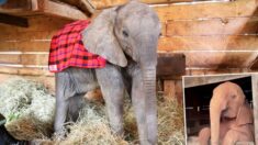 VIDEO: Bebé elefante rescatado se niega a ir a dormir y protesta adorablemente