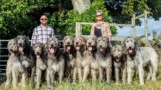 “Son perros muy cariñosos”: Pareja vive en su casa de campo con 10 enormes loberos irlandeses