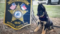 «Contratan» a perro K9 de 11 semanas, hijo de perro detector de explosivos: ¡Buscan que nombre ponerle!