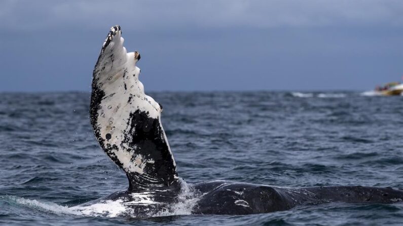En una fotografía de archivo, una ballena jorobada es vista el 30 de julio de 2022 en costas cercanas a la ciudad de Atacames, Esmeraldas (Ecuador). EFE/José Jácome