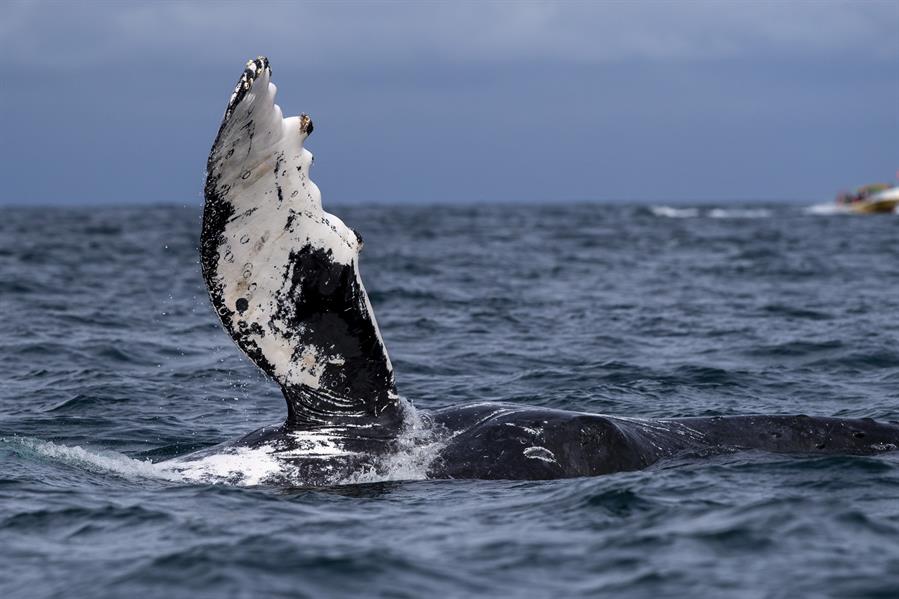 Rescatan dos ballenas presas en redes de pesca en playa de Río de Janeiro
