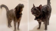 Gato “único” se vuelve viral por su divertida y simpática obsesión por bañarse: VIDEO