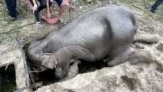 Mamá elefante cae en desagüe mientras protege a su cría, la rescatan con una grúa y le practican RCP