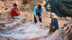 Hombre descubre esqueleto de dinosaurio en su patio trasero, de 145 millones de años de antigüedad