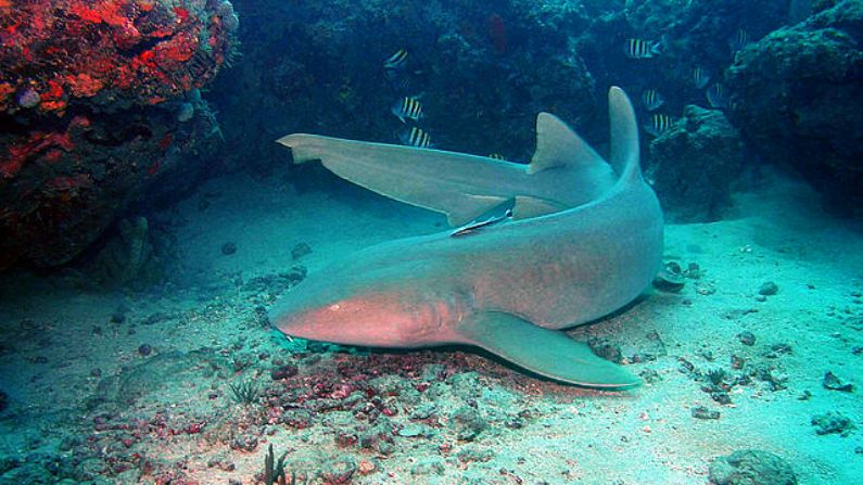 Tiburón nodriza (Ginglymostoma cirratum) (Gary Rinaldi / CC BY-SA 2.0)