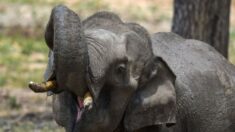 Elefante parte en dos a su adiestrador  tras «enloquecer» por el calor