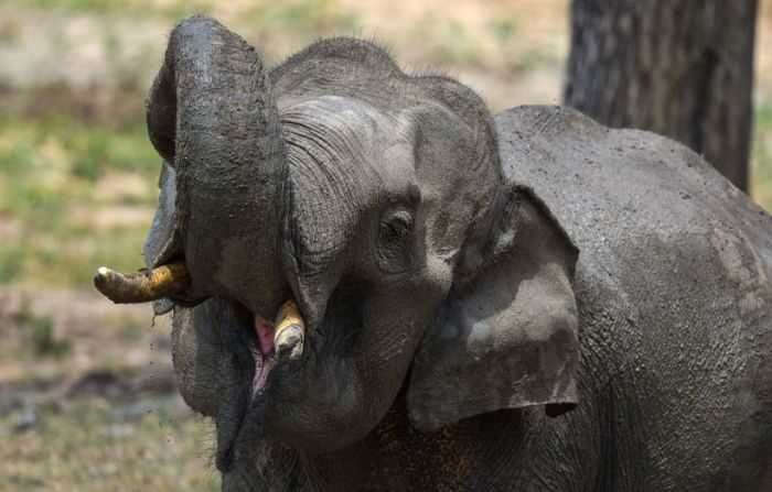 Un elefante de Sri Lanka gesticula en el Parque Nacional de Yala, en Colombo, el 21 de agosto de 2022. (ISHARA S. KODIKARA/AFP vía Getty Images)
