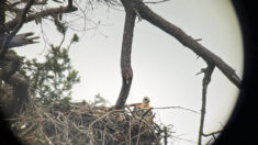 Águila calva captura una cría de halcón para cenar y acaba adoptándola