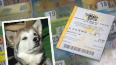 Perros se comen billete de lotería ganador pero aún así dueños reciben el premio