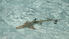Graban video del momento en que tiburones se acercan a bañistas en Florida: «¡Salgan del agua!»