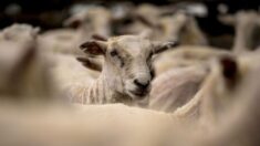 Productores dispuestos a matar a perro que asesinó a 100 de sus ovejas