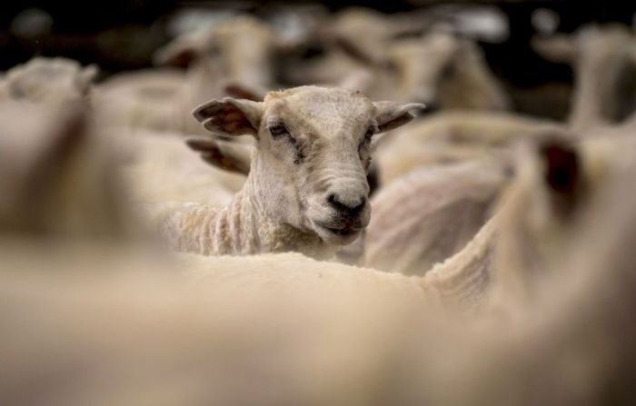 Las ovejas son acorraladas antes de comenzar la esquila en un rancho en Florida, a 90 km al norte de Montevideo, Uruguay, el 20 de noviembre de 2017. (PABLO PORCIUNCULA/AFP vía Getty Images)