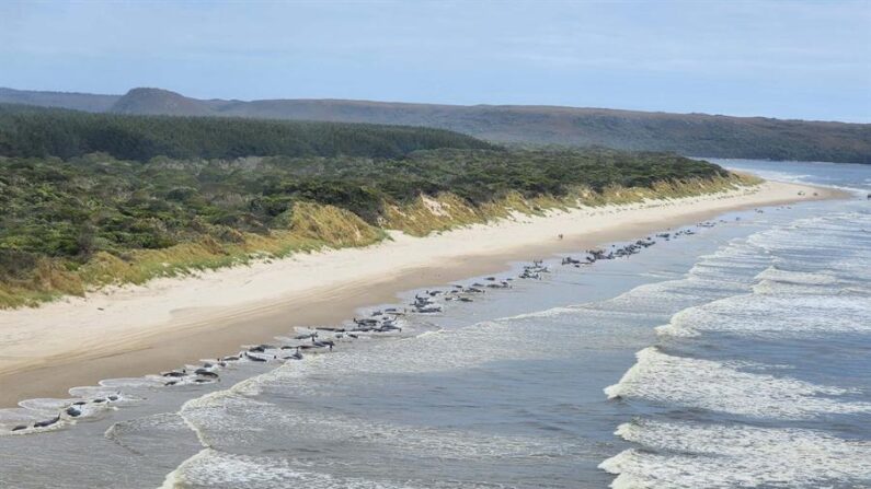 Vista aérea de unas 230 ballenas varadas en una remota playa de la bahía de Macquarie, en el oeste de la isla australiana de Tasmania (Australia), el pasado 21 de septiembre. EFE/ Departamento de Recursos Naturales y Ambiente de Tasmania
