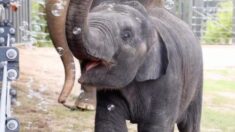 Bebé elefante no puede esperar a explotar burbujas con su trompa: «Es universalmente lindo» (VIDEO)