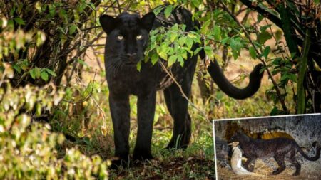 Fotógrafo capta increíbles imágenes de una rara pantera atrapando a su presa