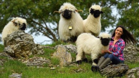 Increíble vínculo de ovejas de nariz negra con sus dueños: «Las mejores mascotas del mundo»