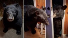 VIDEO: Mujer pide a un oso intruso que cierre la puerta y el amistoso animal lo hace