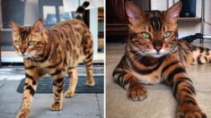 Gato de bengala con majestuoso pelaje parece mitad tigre y mitad leopardo: FOTOS