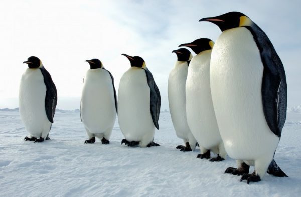 Pingüinos emperador (Aptenodytes forsteri) en la Antártida. (Fundación Nacional de la Ciencia)