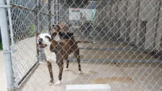 Rescatan 305 perros en el «mayor desmantelamiento» de peleas de perros en la historia de Carolina del Sur