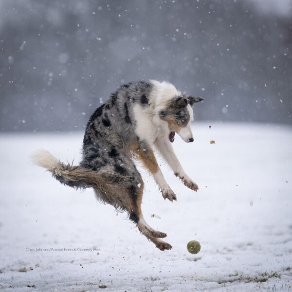 "Esta es Star jugando en la nieve en un campo local y siendo sorprendida por una pelota de tenis que pasaba". (Cortesía de Christopher Johnson/Animal Friends Comedy Pets)