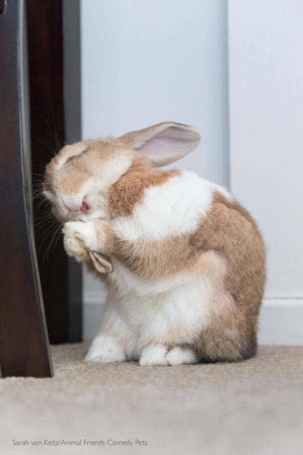 "Este es Fibunacci. ¿Está rezando? ¿Riendo? ¿Soplando una frambuesa? En realidad, ¡está limpiando sus orejas! Siempre quiere asegurarse de que tiene el mejor aspecto posible". (Cortesía de Sarah von Keitz/Animal Friends Comedy Pets)