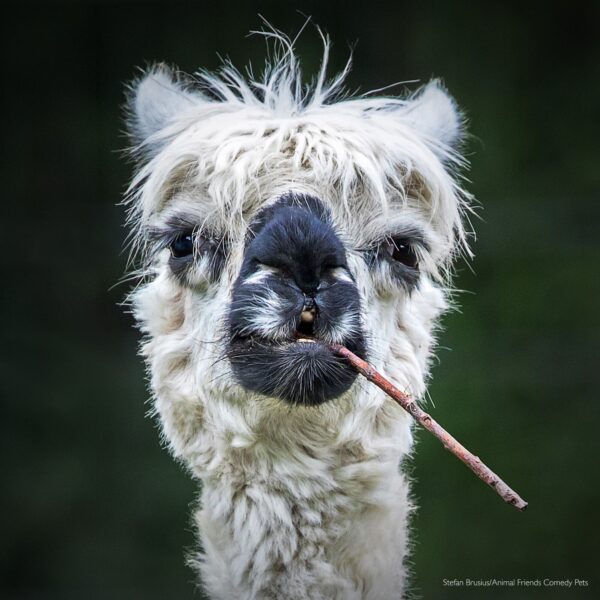 "Parece que se está fumando un puro". (Cortesía de Stefan Brusius/Animal Friends Comedy Pets)