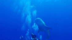 Muere turista estadounidense por ataque de tiburón en Bahamas