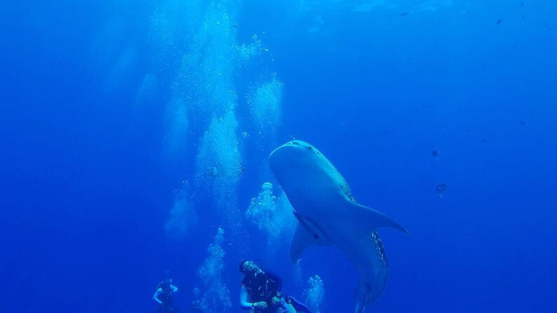 Fotografía de archivo de un tiburón ballena junto a un grupo de buceadores. EFE/ Gamal Diab