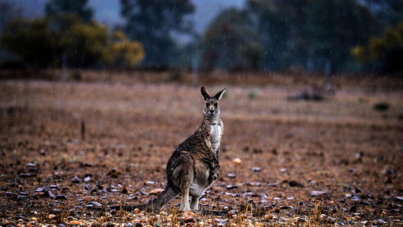 Una canguro con un cachorro en su bolsa se encuentra en un prado el 17 de septiembre de 2019 en las afueras de Dubbo, Australia. (David Gray/Getty Images)