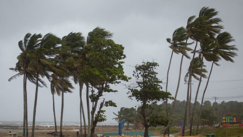 Palmeras soplan al viento en Nagua, República Dominicana, el 19 de septiembre de 2022, durante el paso del huracán Fiona. (Erika Santelices/AFP vía Getty Images)