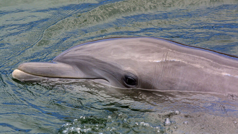 En una imagen de archivo, un delfín mular nada el 4 de mayo de 2001 en el centro de investigación y educación de mamíferos marinos Dolphins Plus en Cayo Largo, Florida. (Joe Raedle/Newsmakers)
