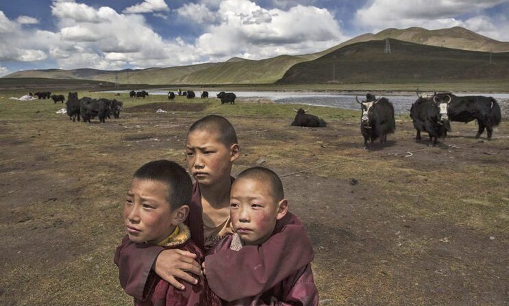 Jóvenes monjes novicios budistas tibetanos de pie en los pastizales de su campamento nómada en la meseta tibetana en el condado de Madou, provincia de Qinghai, China, el 24 de julio de 2015. (Kevin Frayer/Getty Images)
