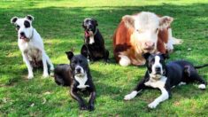 Pequeño toro rechazado por su manada encuentra una nueva familia…¡de perros! “Actúa igual que ellos”