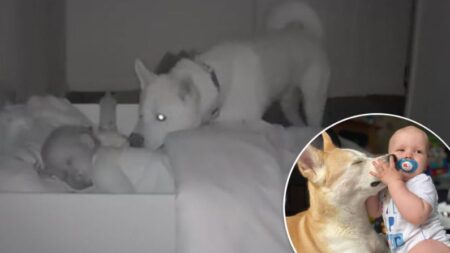 Monitor de bebé revela el ritual de un perrito fiel velando por el sueño de su pequeño amo